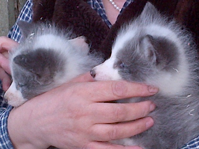 Platinum Russian domesticated foxes at the ICG in Russia