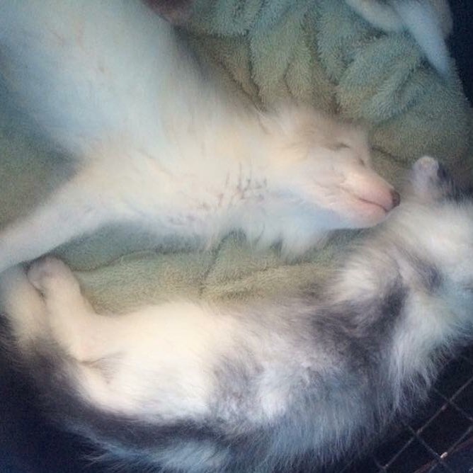 Baby foxes not owned by the JABCECC!