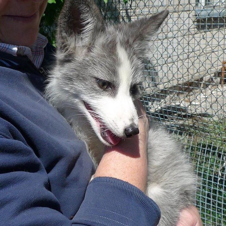 Russian Platinum fox in Russia at the ICG