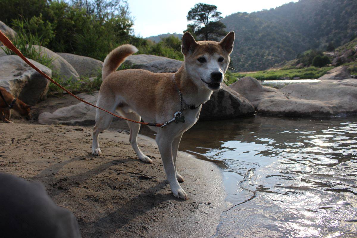 Archie, Rescued 10 year old New Guinea Singing Dog. Photo courtesy of Keepers of the Bond