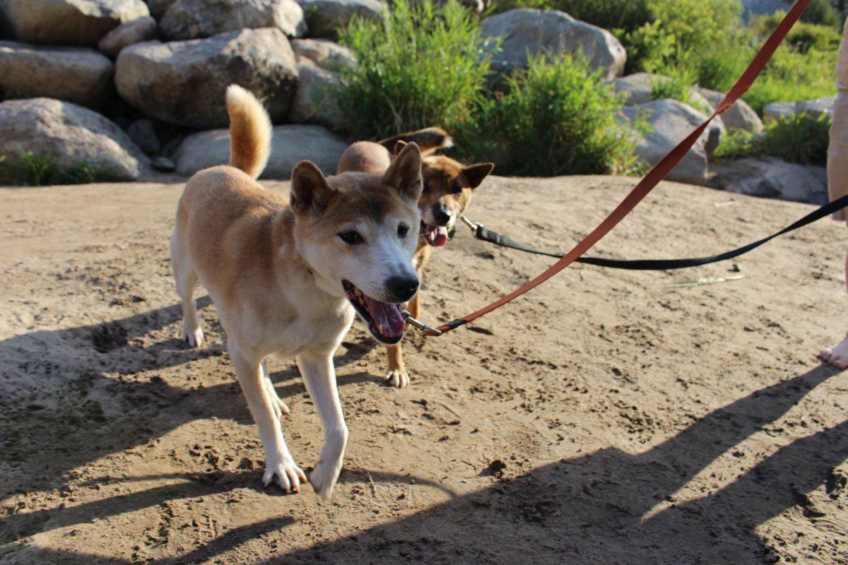 New Guinea Singing Dogs: Photo courtesy of Keepers of the Bond