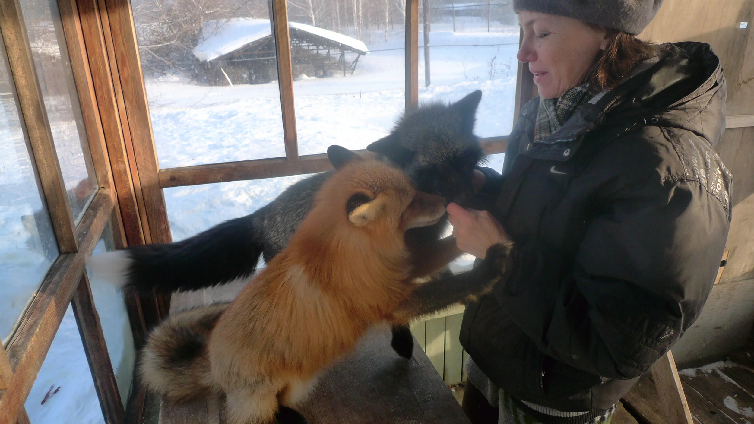 The Silver Russian domesticated fox.... the fox with no name