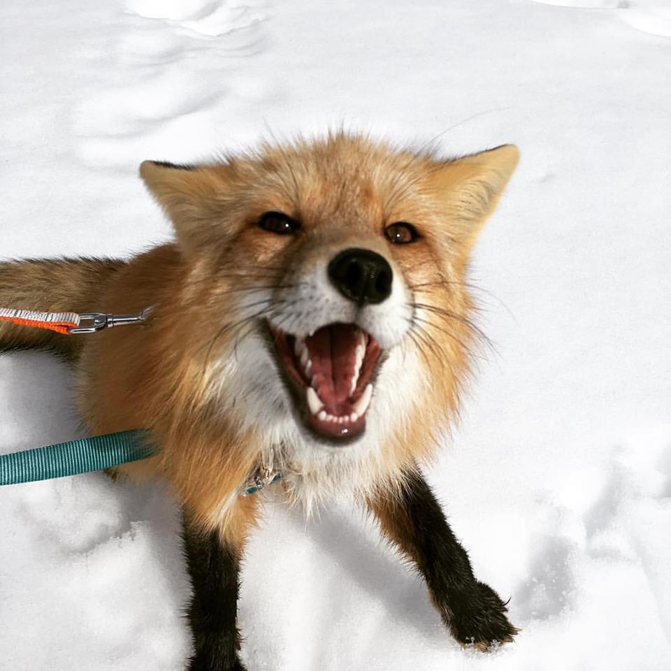 Viktor, Russian domesticated fox courtesy of ADB