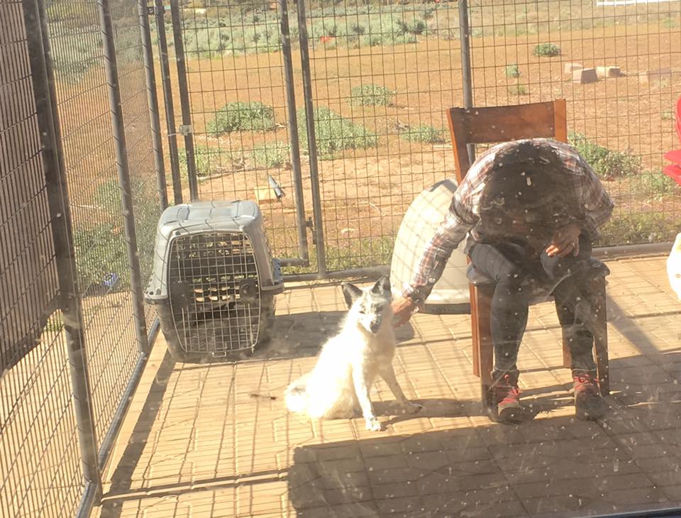 Boris, a Russian domesticated fox during the non-familiar, active testing.