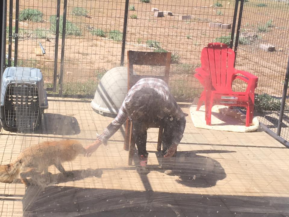 Viktor, a Russian domesticated fox during the non-familiar, active testing.