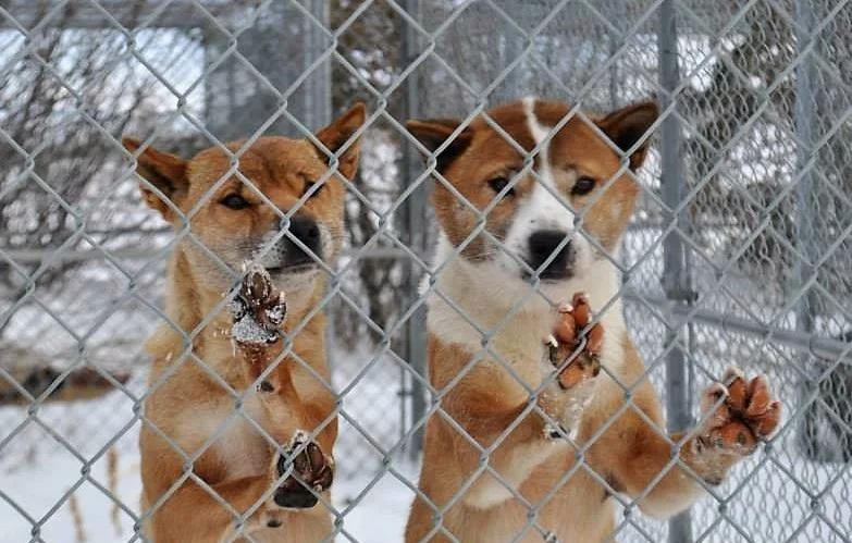 Luci and Vonn, happy together, at the roadside zoo before they were sold to the exotics breeder. You see the light in their eyes.