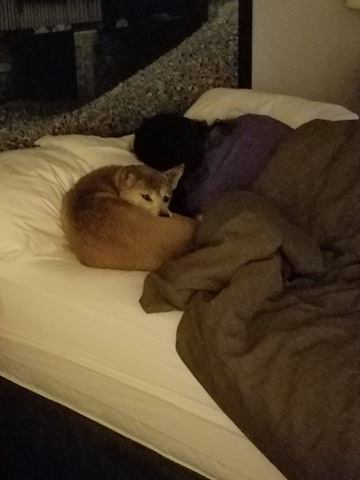 Luci sleeping in a bed with a human for the first time. She is LOVE!
