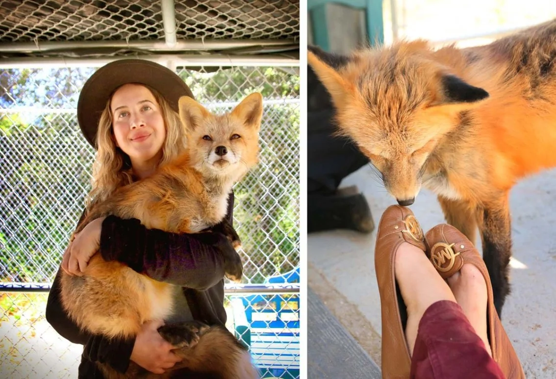 JAB-Fox-Rescue-1.jpg