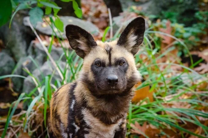 What's a Canid? | Animal Conservation