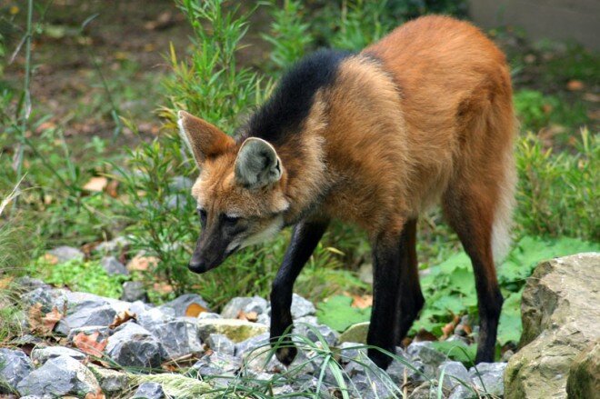 The Canids of the World | Animal Conservation The Canids of the World | Animal Conservation