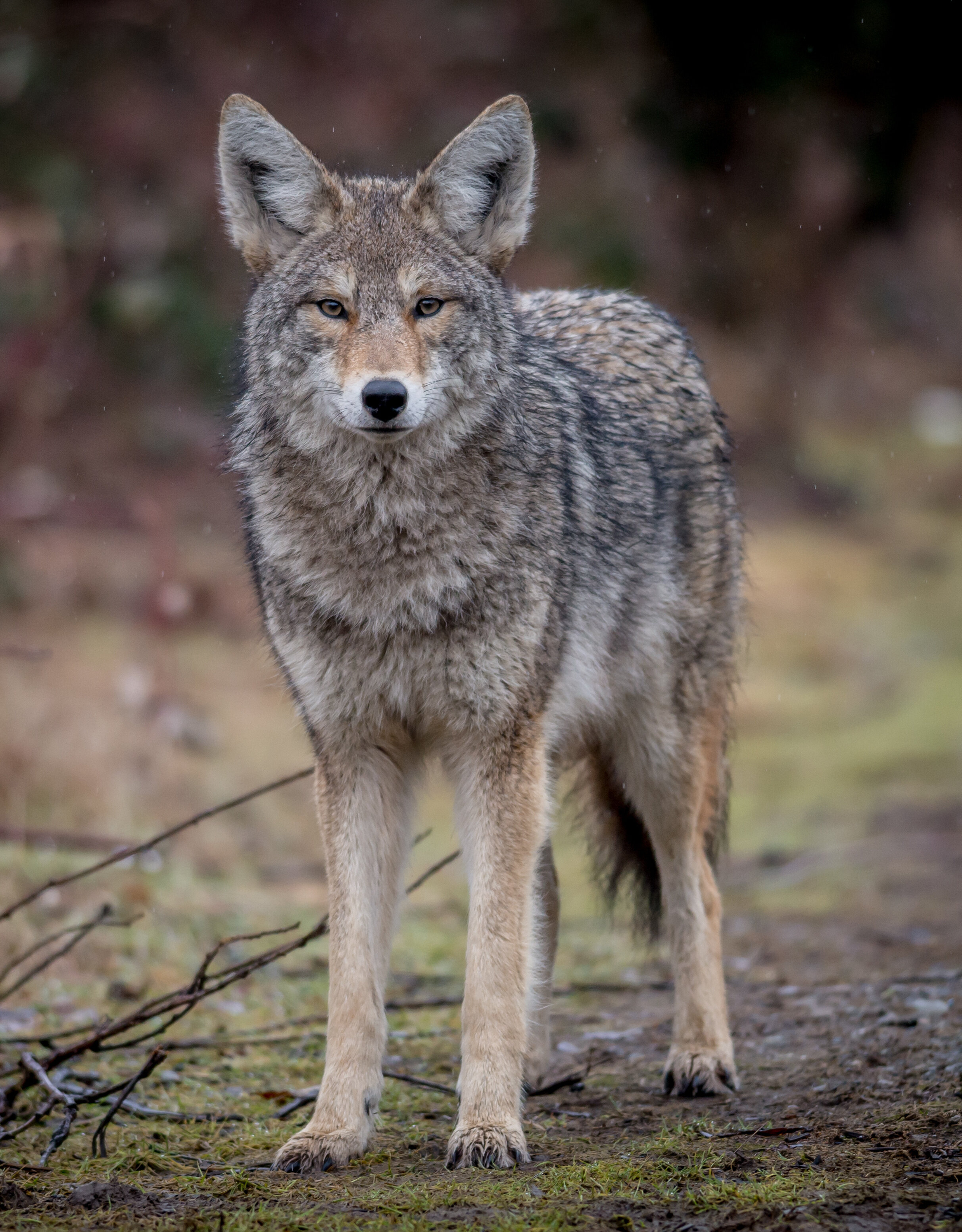 The Canids of the World | Animal Conservation