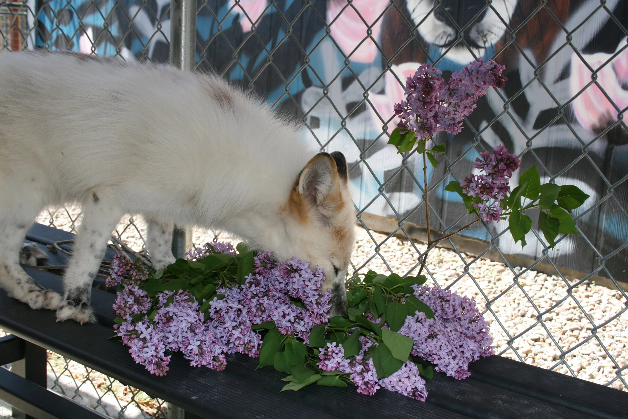 Lilac Festival - Fort Cross Adventures