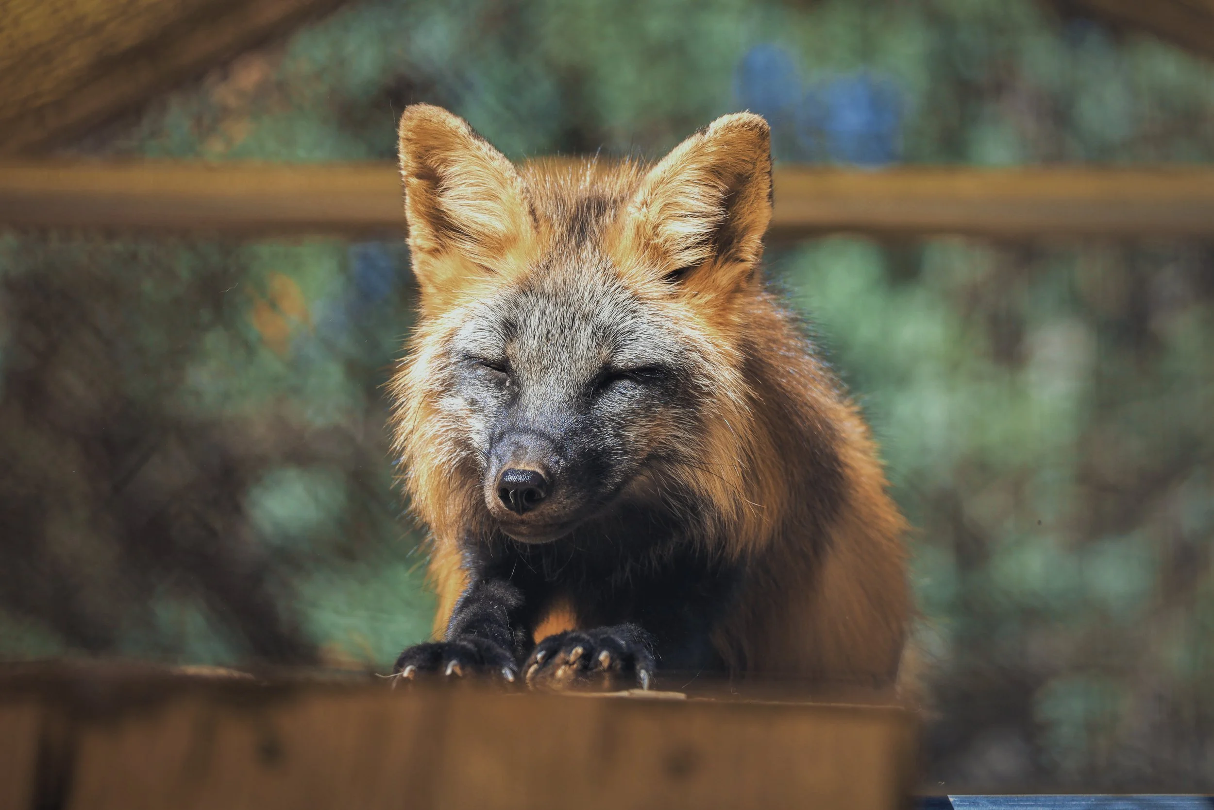 Copy of Alexei_June28_NewFoxes_Photo3.jpg