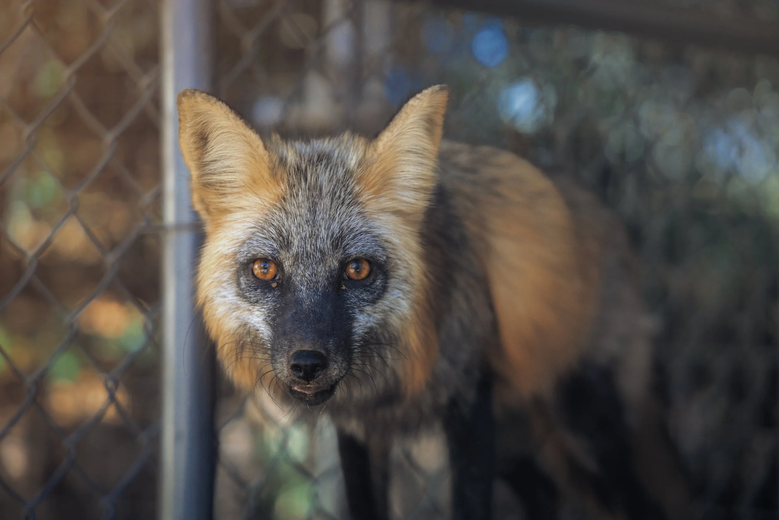 Copy of AnyaBesha_June28_NewFoxes_Photo62.jpg