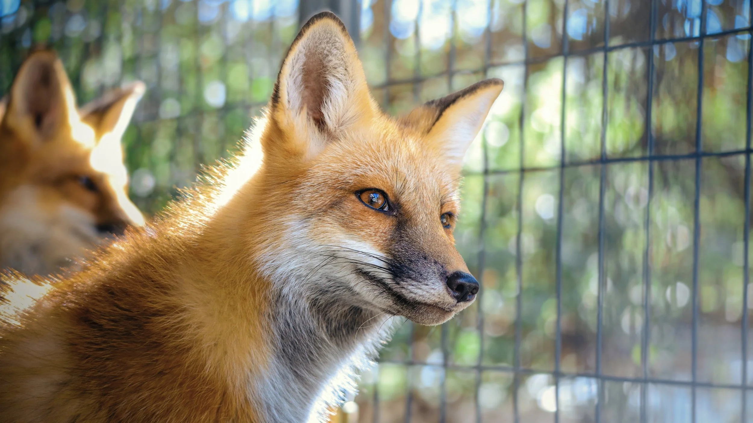 Sponsor an Animal Ambassador