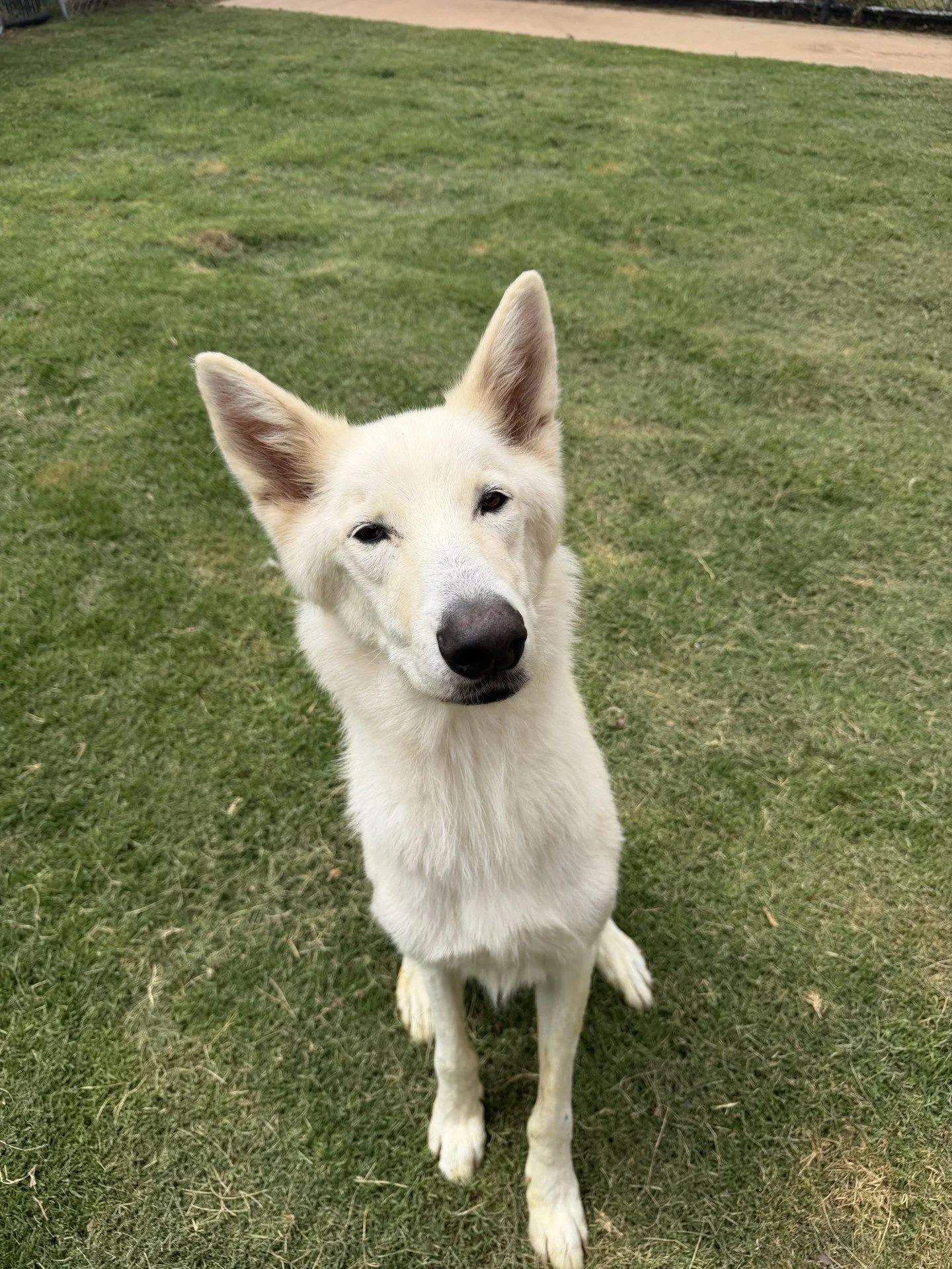 Sponsor an Animal Ambassador