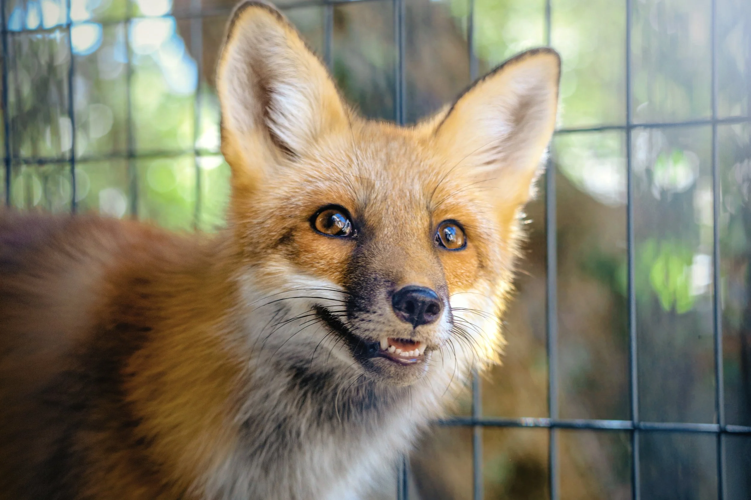 Sponsor an Animal Ambassador