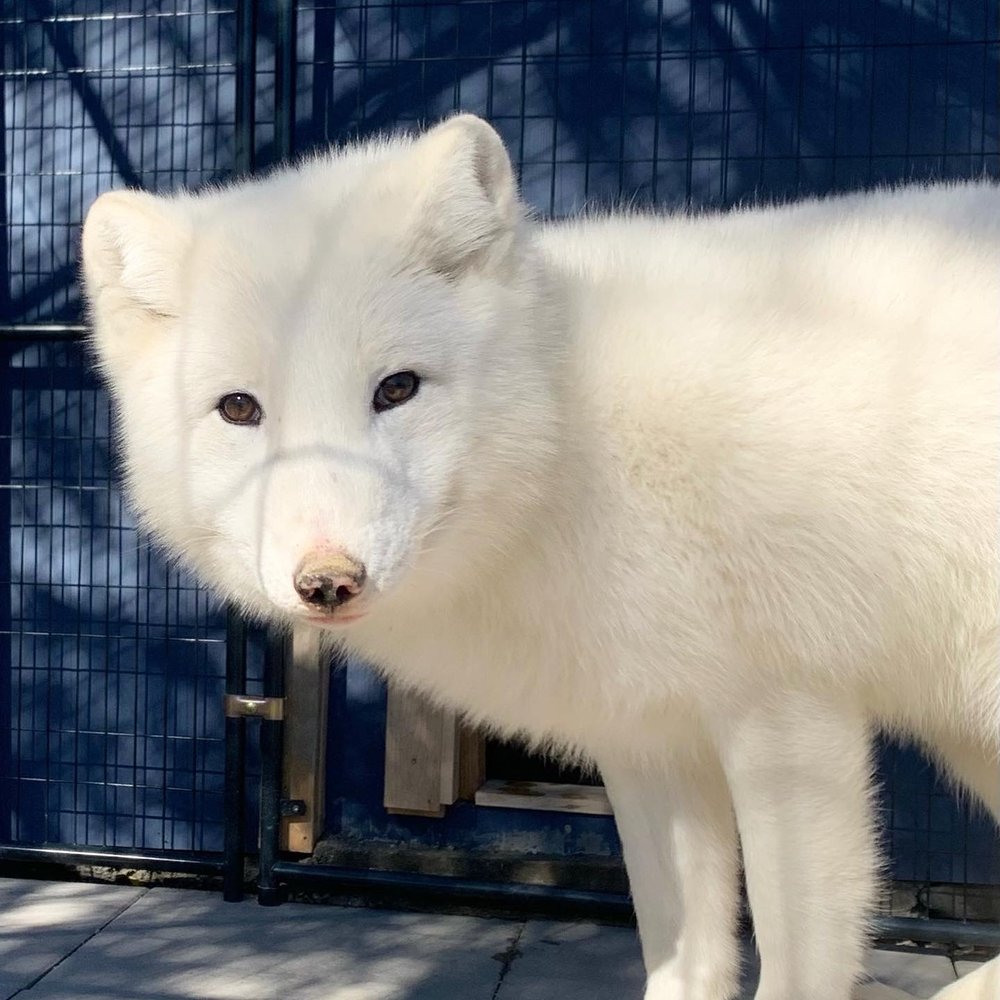 Freddy, Arctic Fox | Animal Conservation