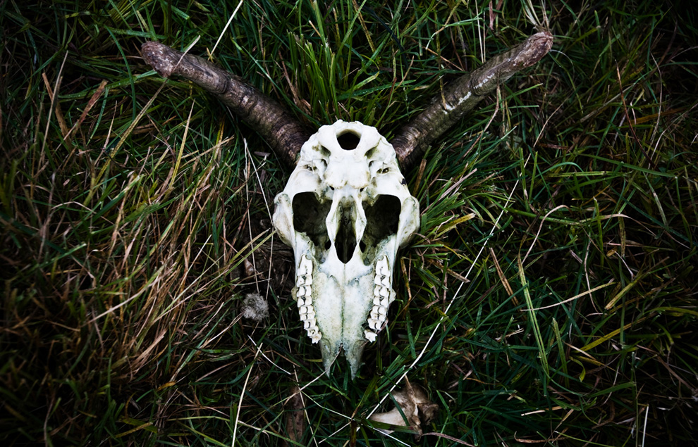 Nate Logan: What Percentage of People Admit to Being Gravedancers?