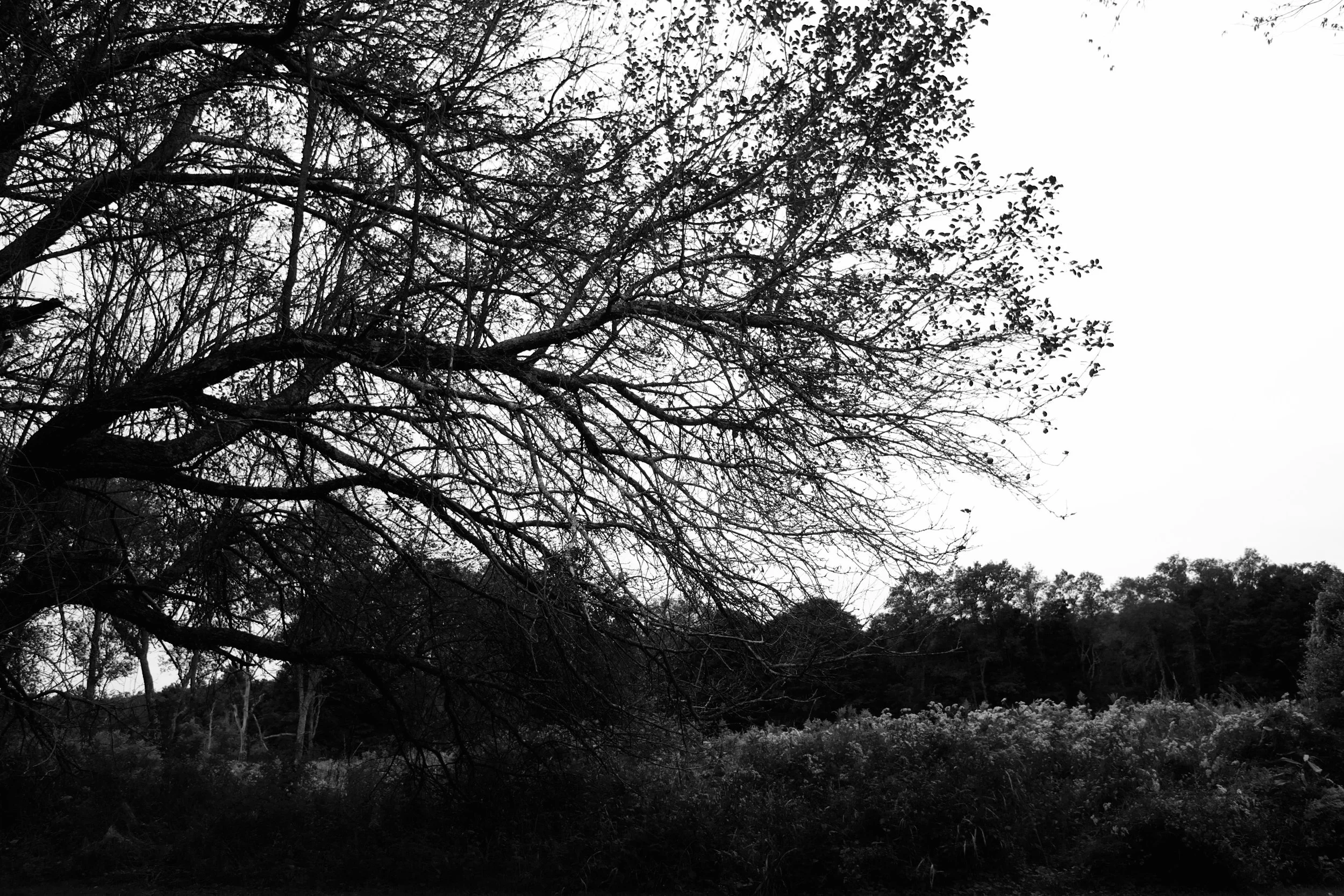 Shannon Elizabeth Hardwick: February 2019 Poet of the Month