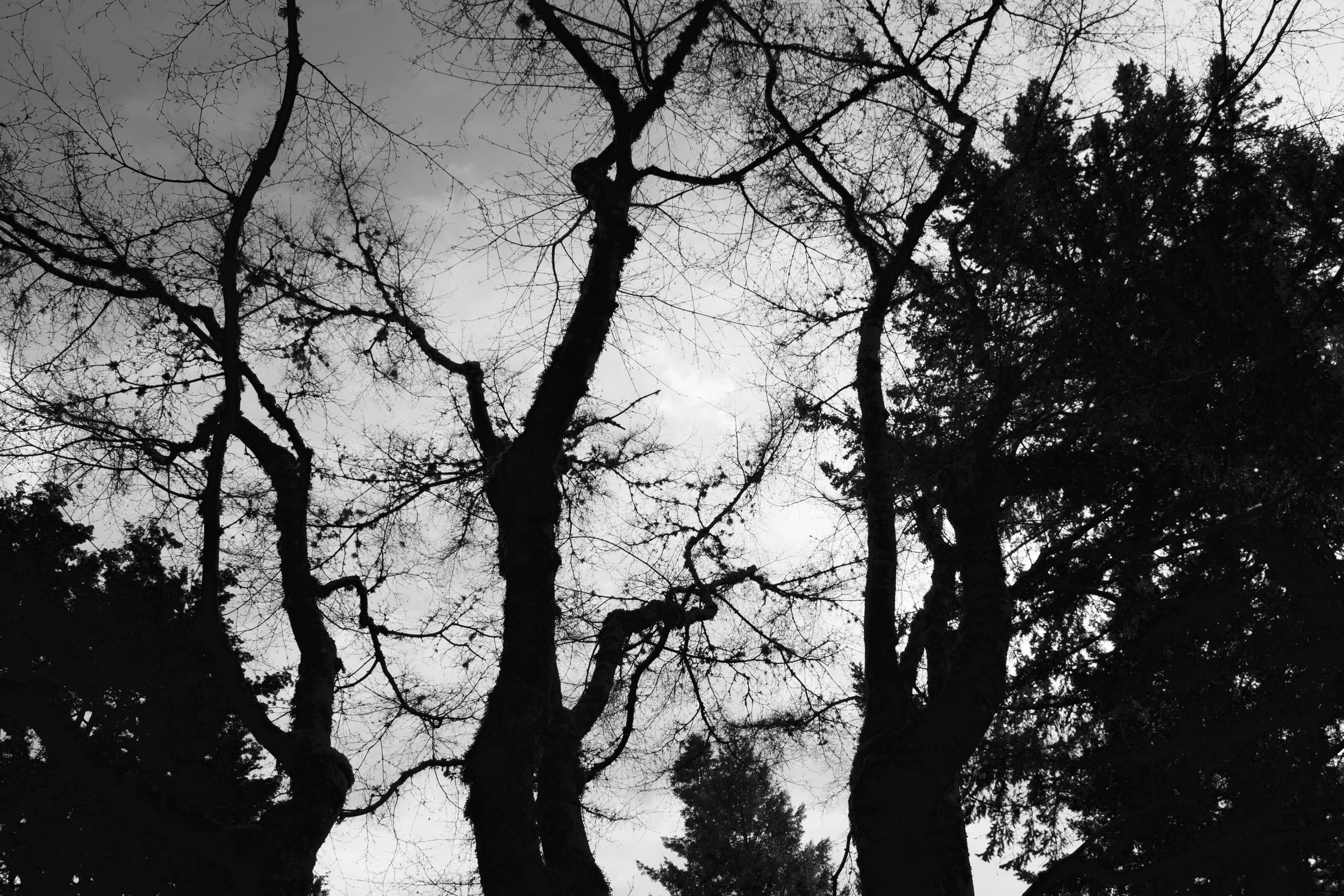 Hester Bradley: April 2019 Poet of the Month