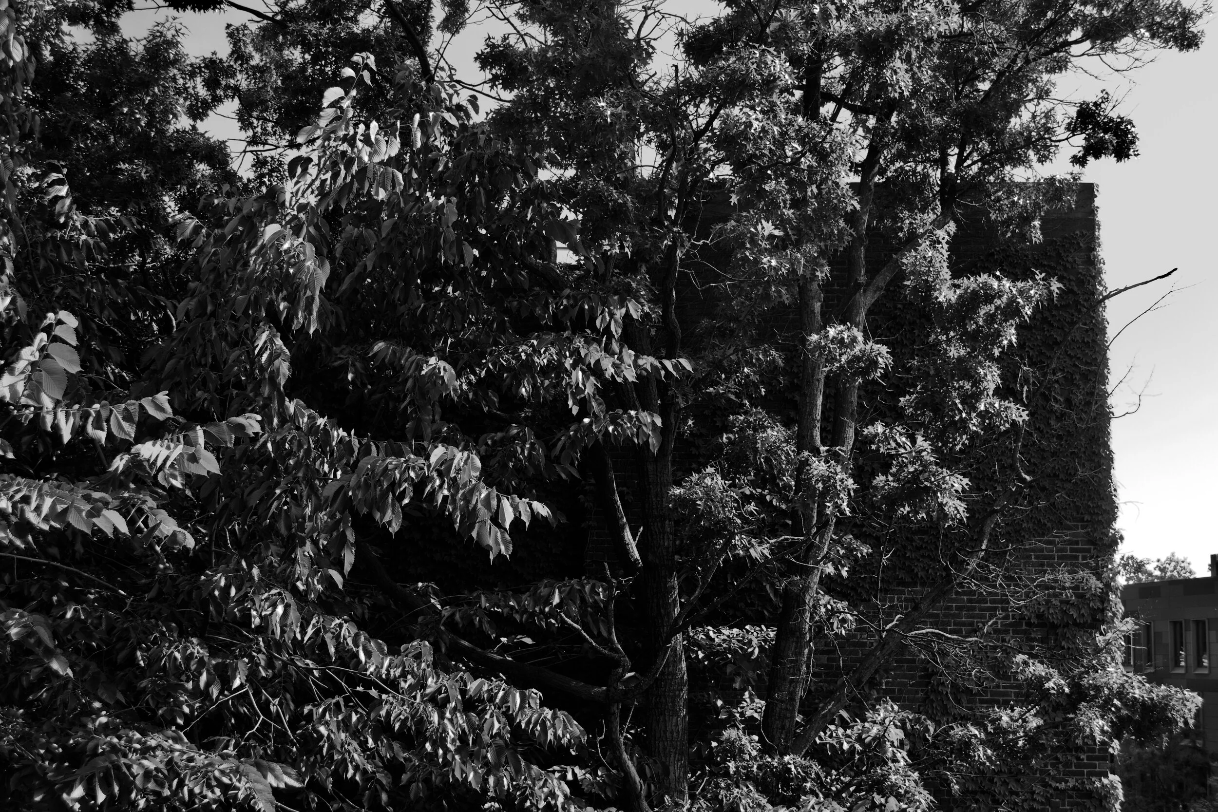 Ellen Huang: Split Attraction