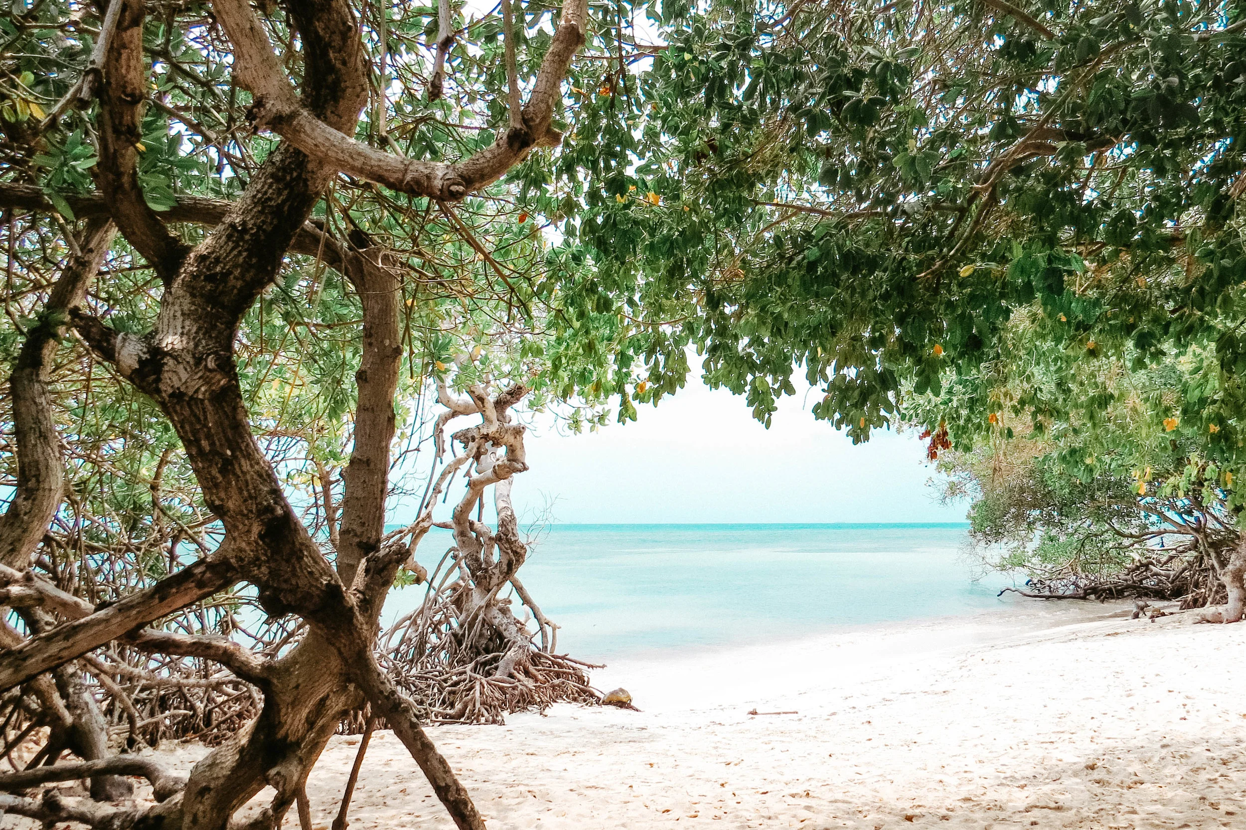 aruba 2019-119.jpg