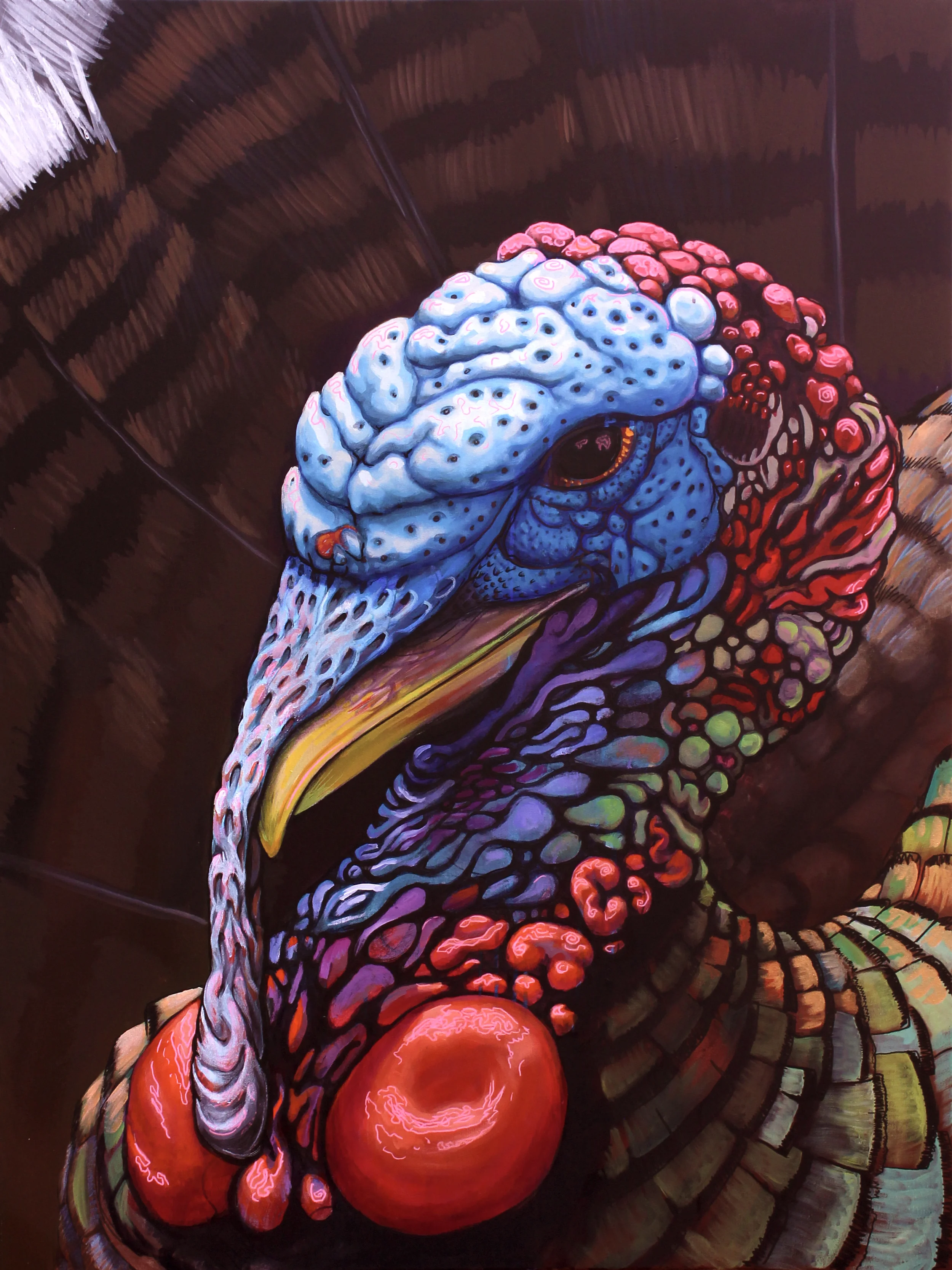 Meleagris Gallopavo