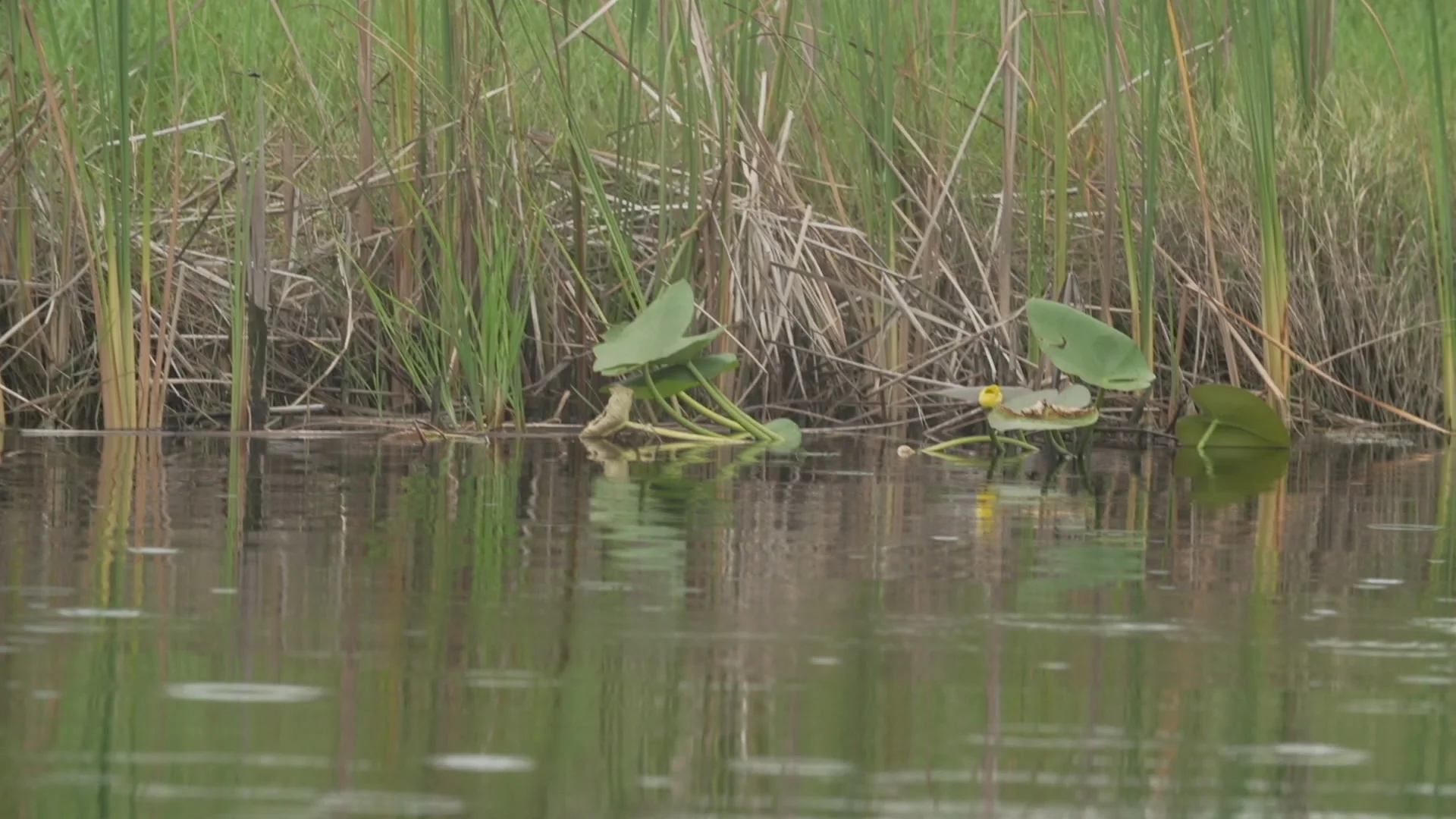 lily pads.jpg