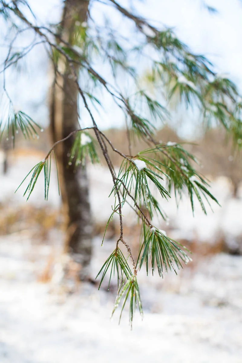 MegaBugPhotography_FirstSnow2017_Web-19.jpg