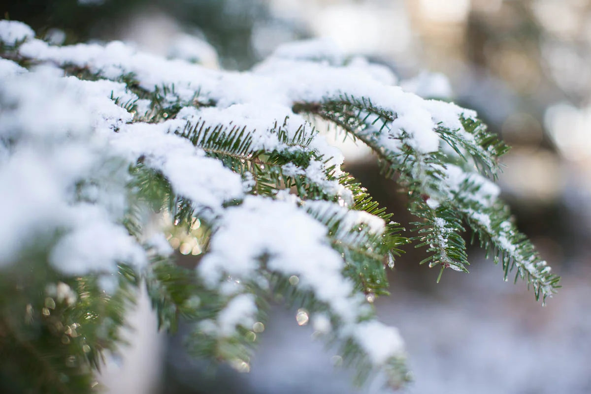 MegaBugPhotography_FirstSnow2017_Web-4.jpg
