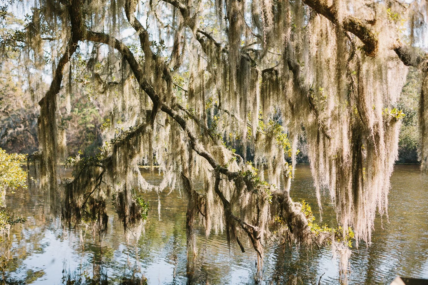 20160323_Airlie Gardens_Lindsey A Miller Photography_0014.jpg
