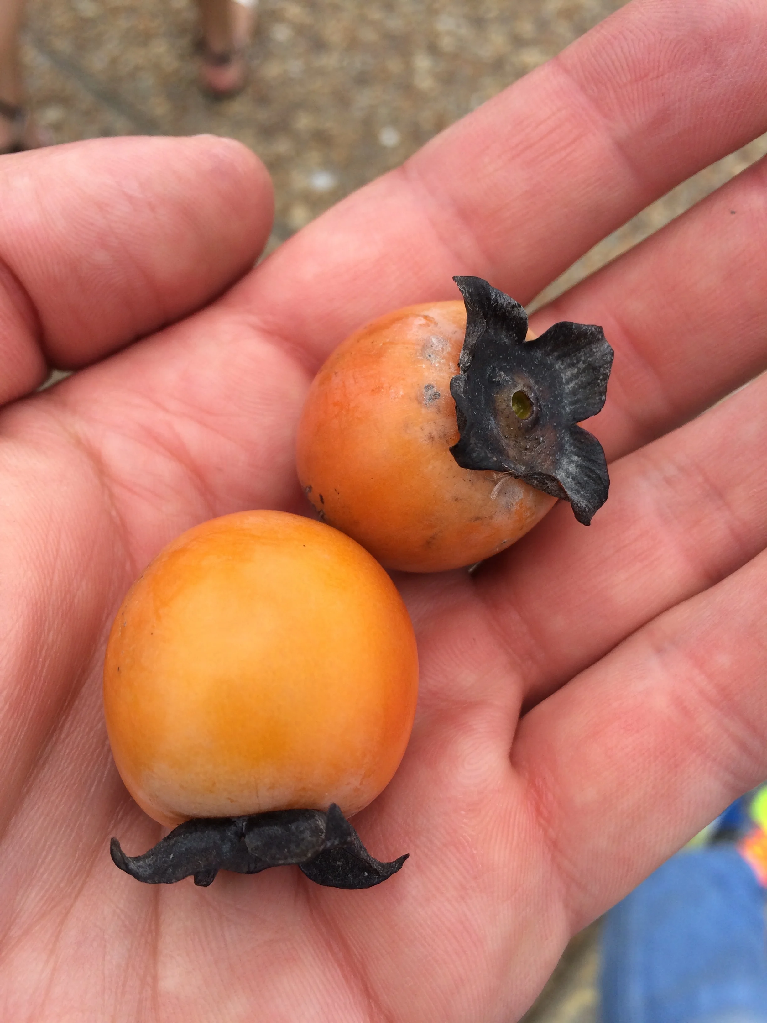 Persimmon.JPG