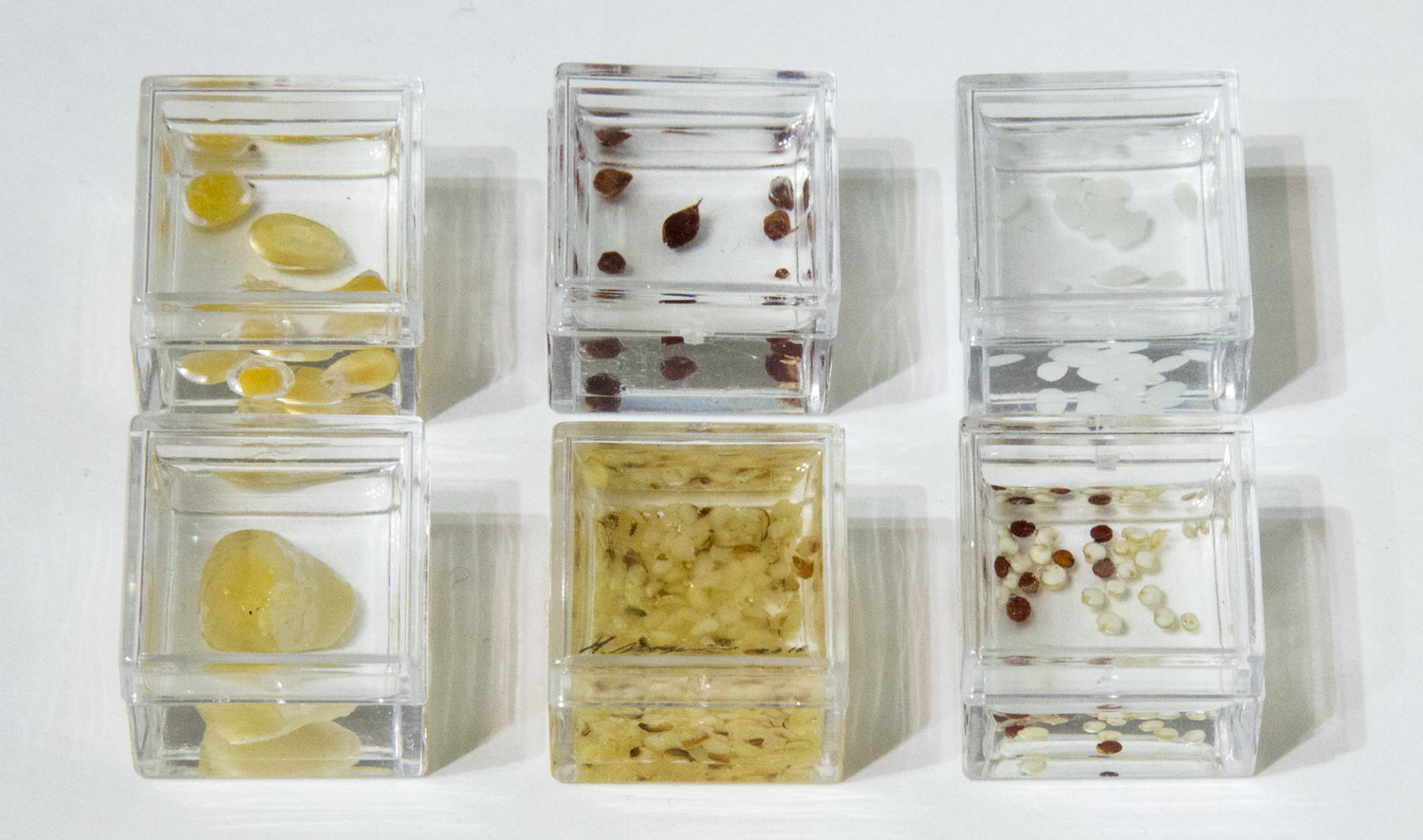 Grains, Seeds and Nuts for Birds 2010 (each in 1" x 1" x 0.8" box)
