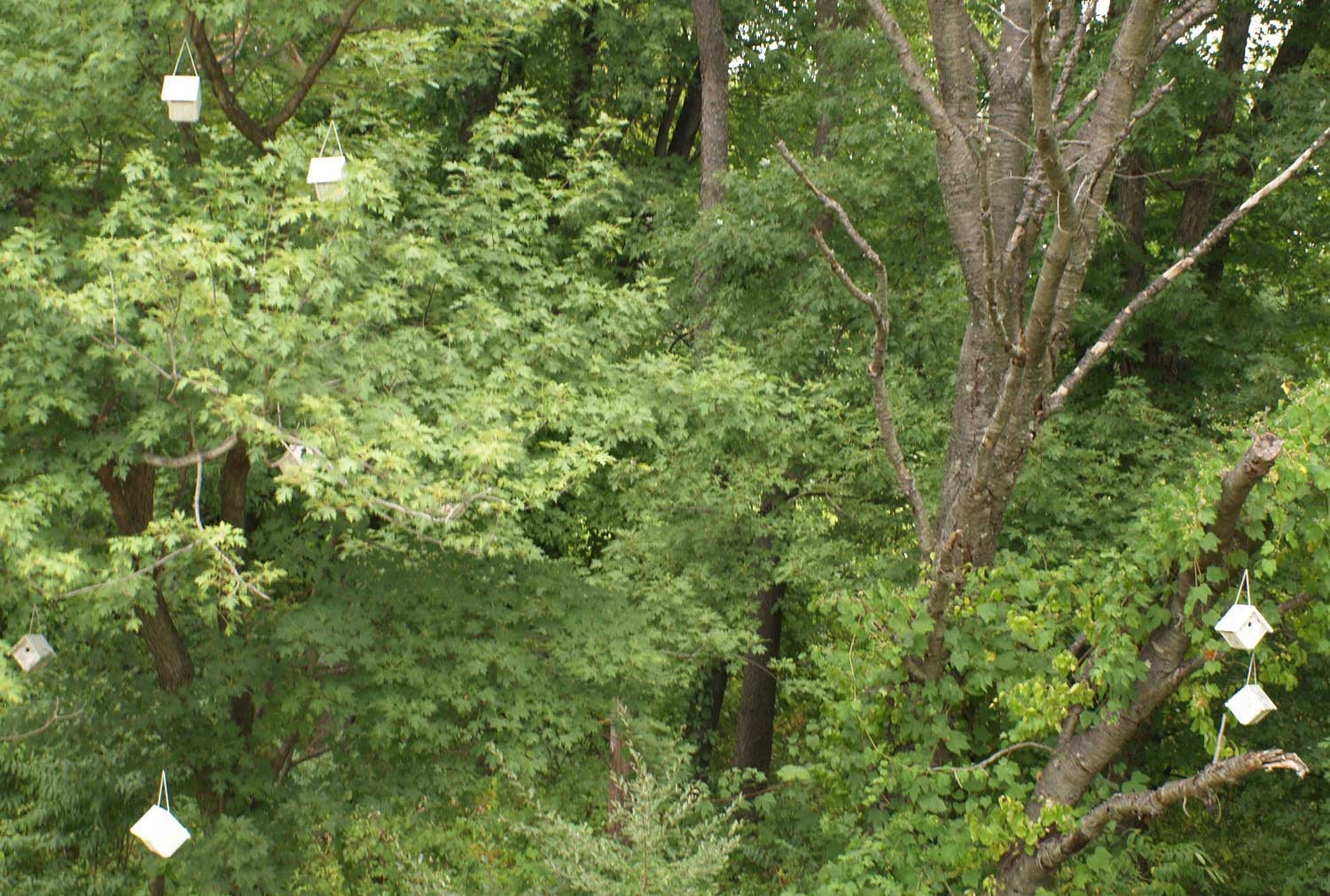 Installation in the Schuykill Center, September 2008