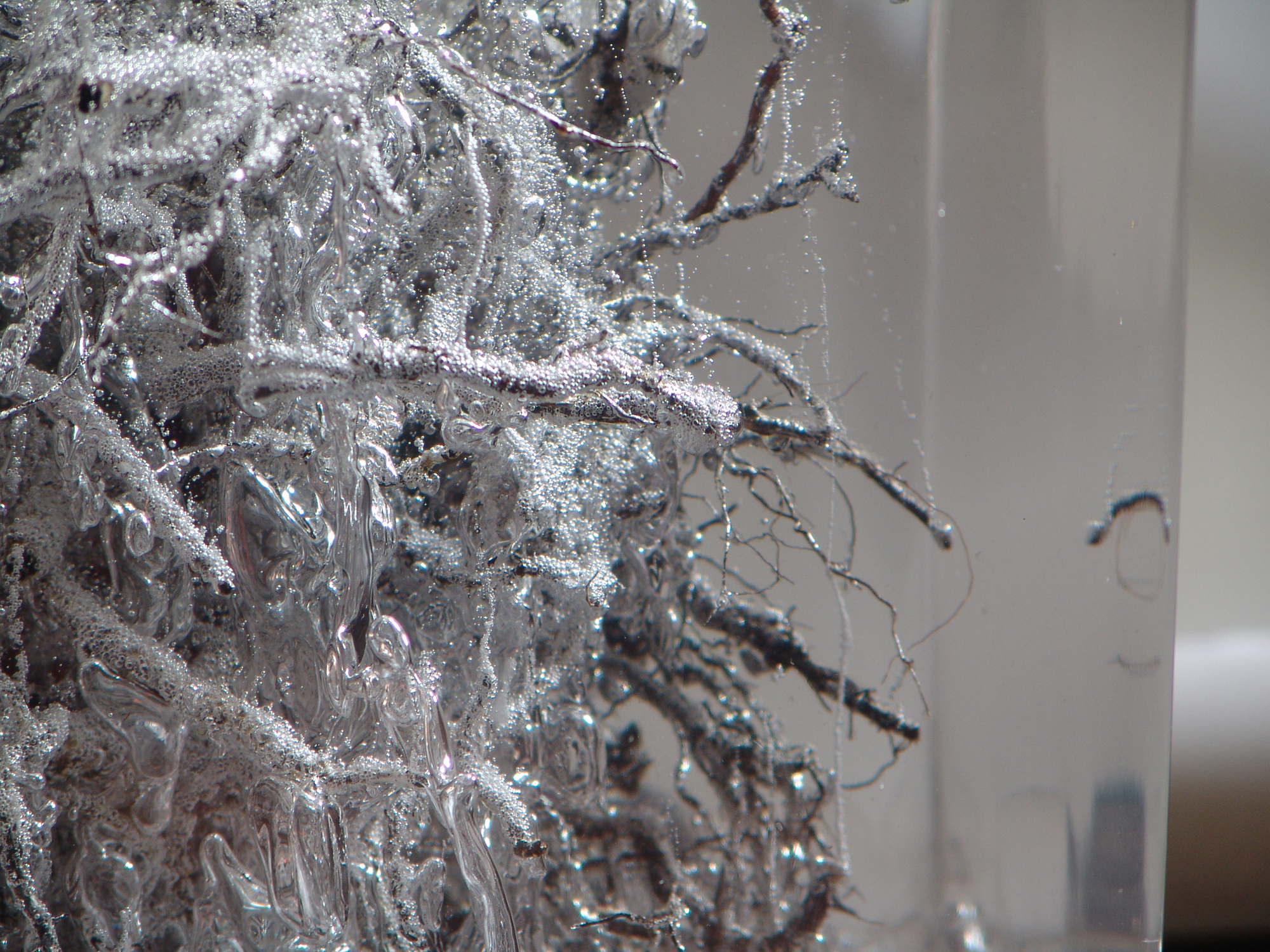 Detail of City Root #1