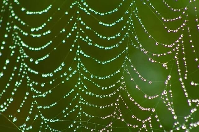 Much needed rain in our part of the world.... doesn&rsquo;t this remind you of emeralds and diamonds?⠀⠀⠀⠀⠀⠀⠀⠀⠀
⠀⠀⠀⠀⠀⠀⠀⠀⠀
Image @ttregs⠀⠀⠀⠀⠀⠀⠀⠀⠀
⠀⠀⠀⠀⠀⠀⠀⠀⠀
⠀⠀⠀⠀⠀⠀⠀⠀⠀
#brisbane #brisbanejeweller #brisbanejewellery #nature #natureinspiration #natureinspo