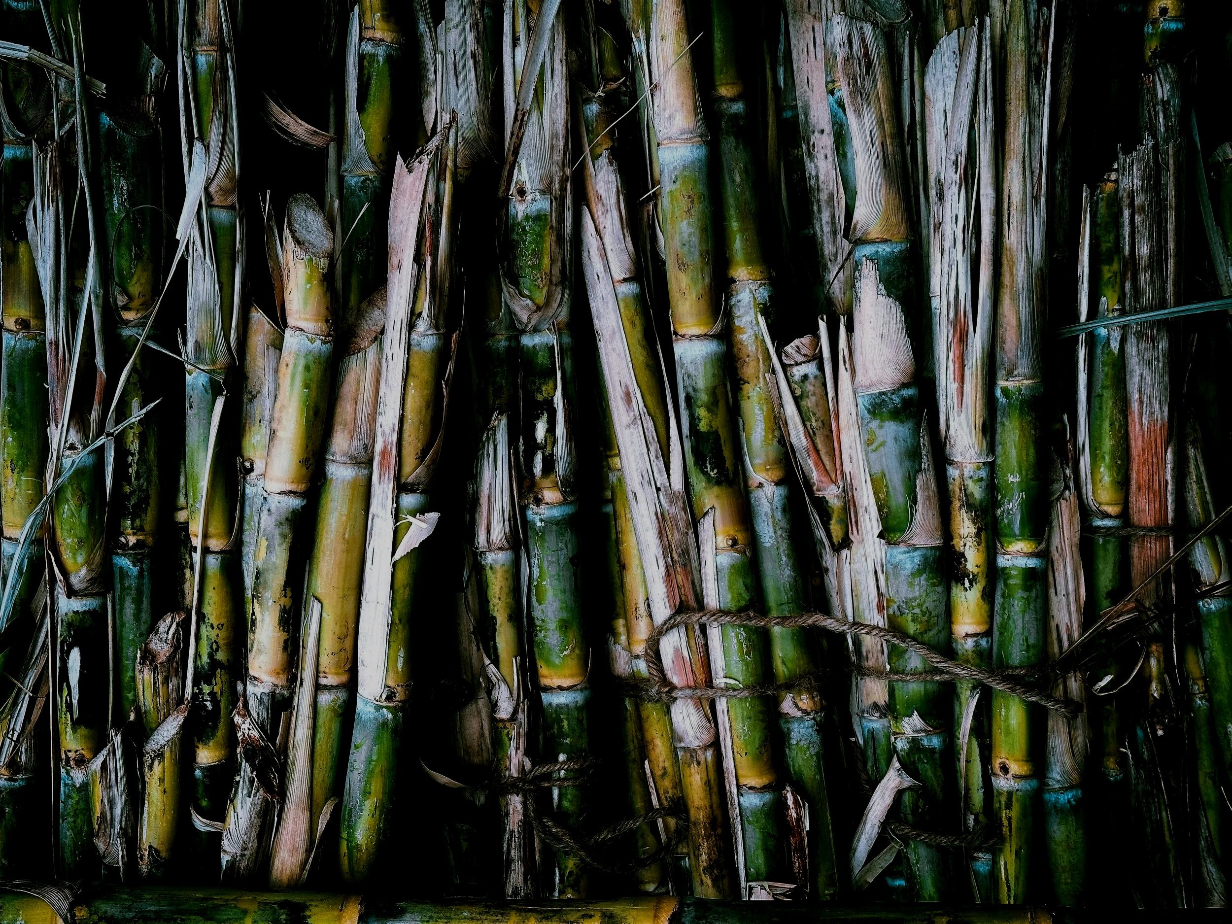 If You’re Mad About Bad Bunny's Super Bowl, GOOD! It Worked!