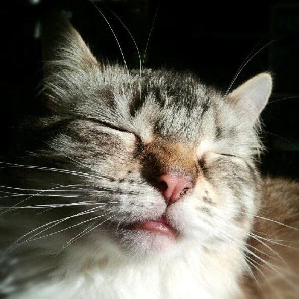 #caturday