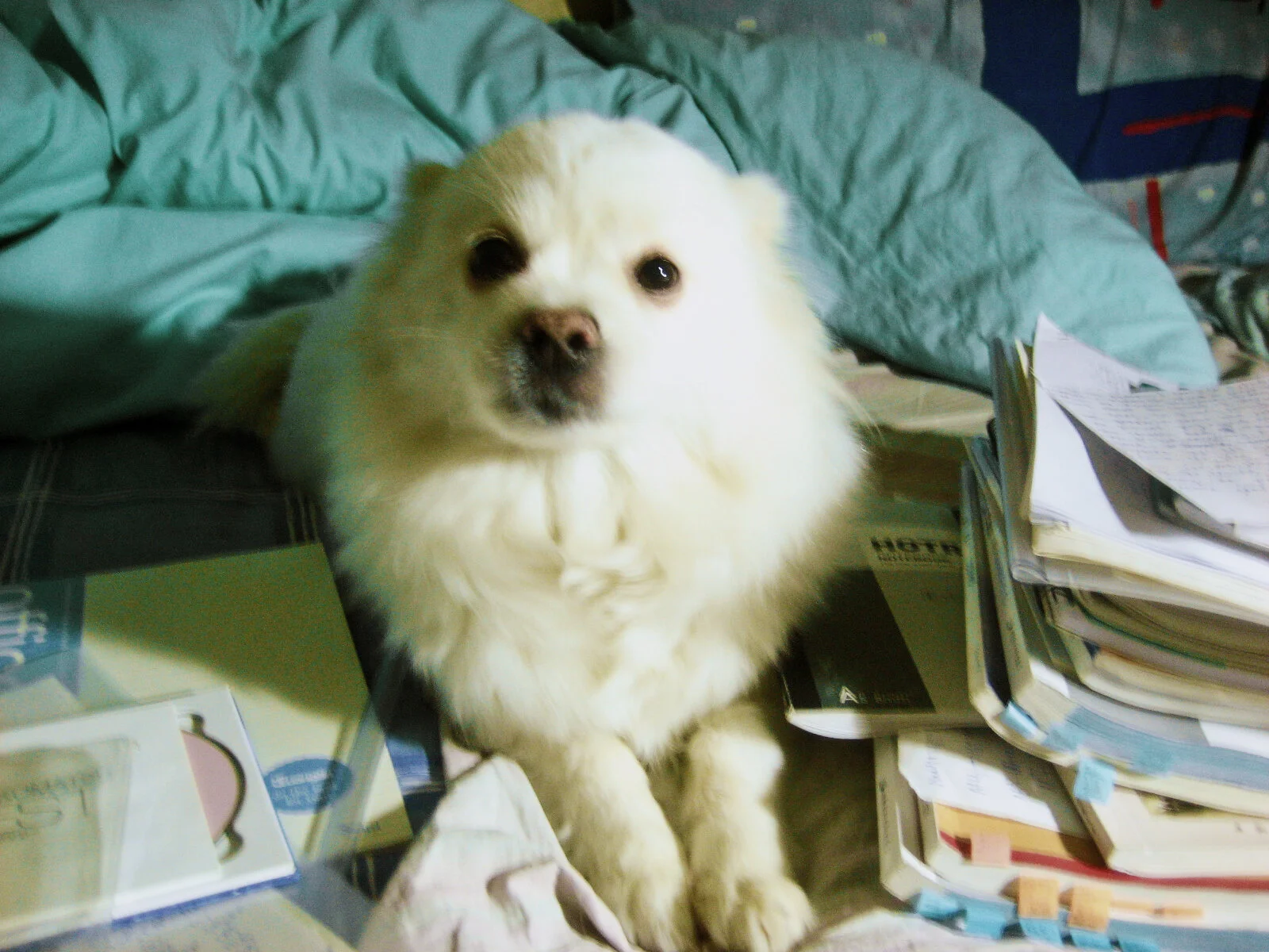 Gazi sitting on my bed next to my desk in my aunt’s home. Among all the books for the college entrance exam. She usually doesn’t jump to my bed and stay, so I have to hold her up and put her on the bed so she can stay with me for a few minutes, unti…