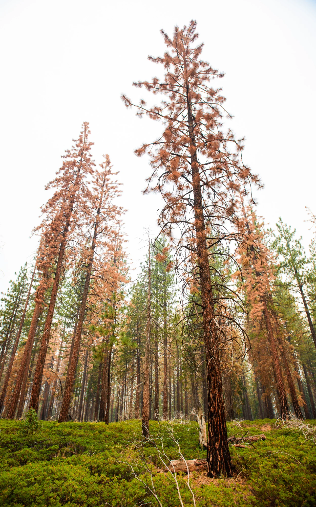 sierra_forest_dead_trees_brittany_app.jpg