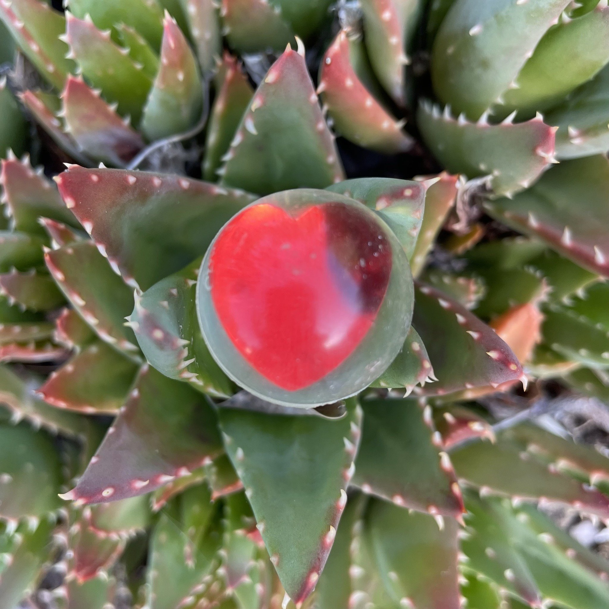 You may not believe me but I found this heart encased in a toy ball in my cactus garden. How much meaning can we make from this? Please post your thoughts in the comments. Seems obvious, no? #hearthealth #noticingmagic #MindfulMonday