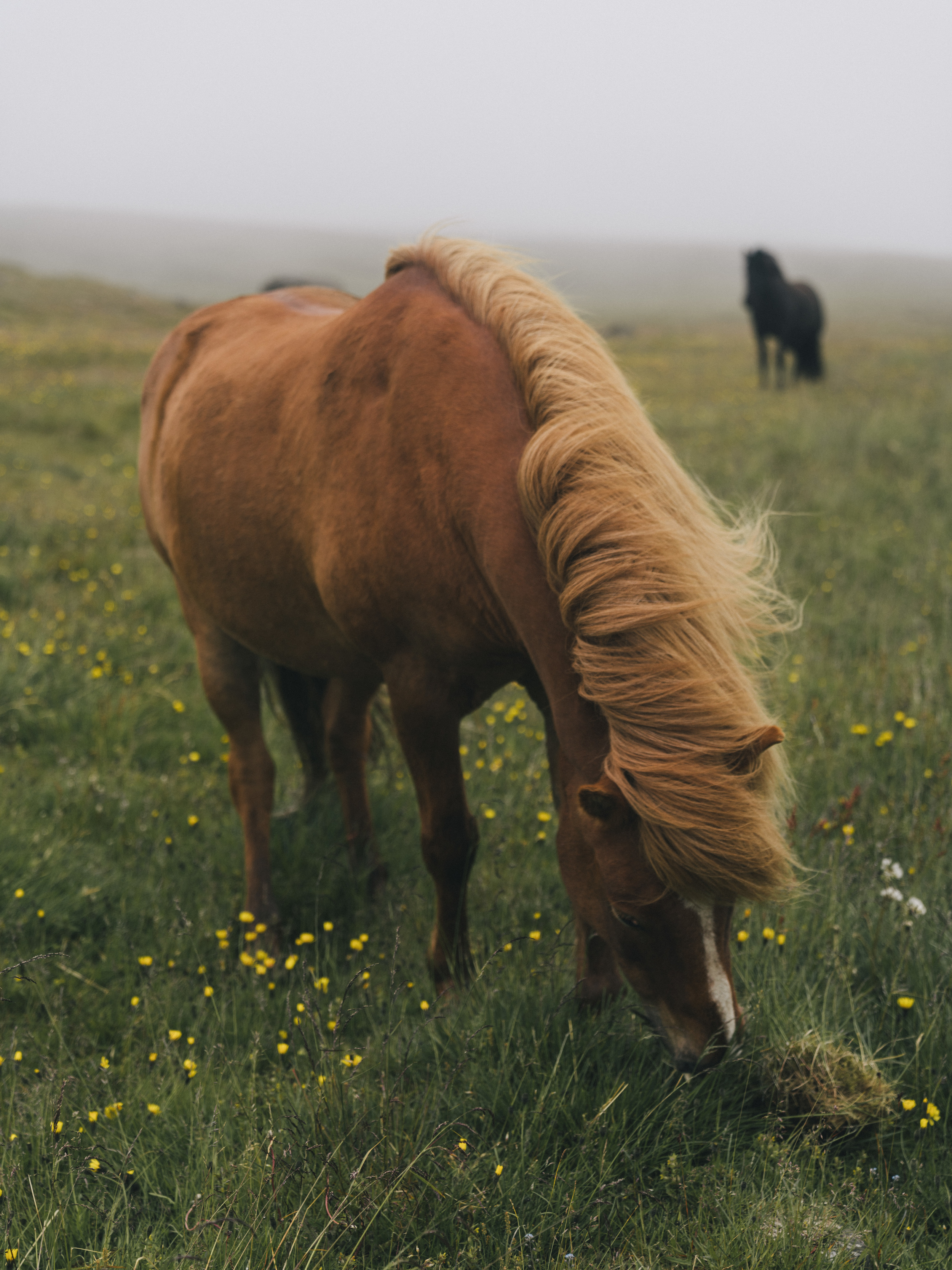 Iceland_Horse1_1.jpg