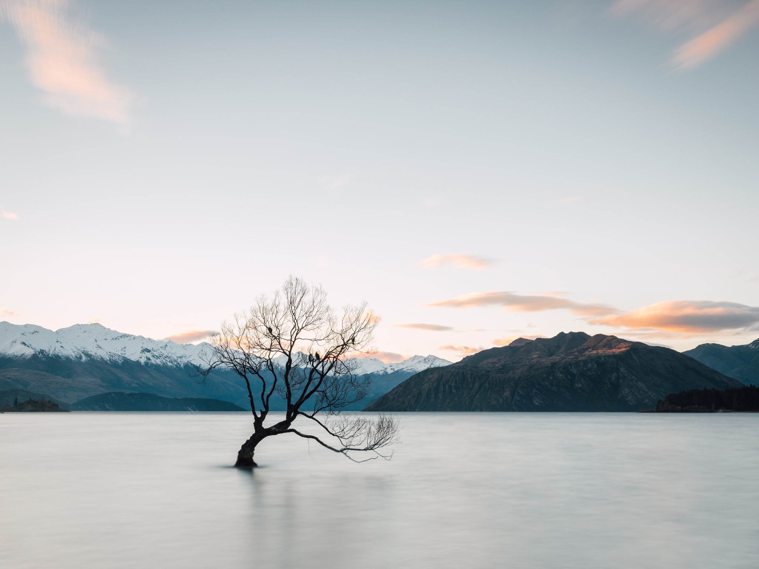 NZ_WanakaTree.jpg