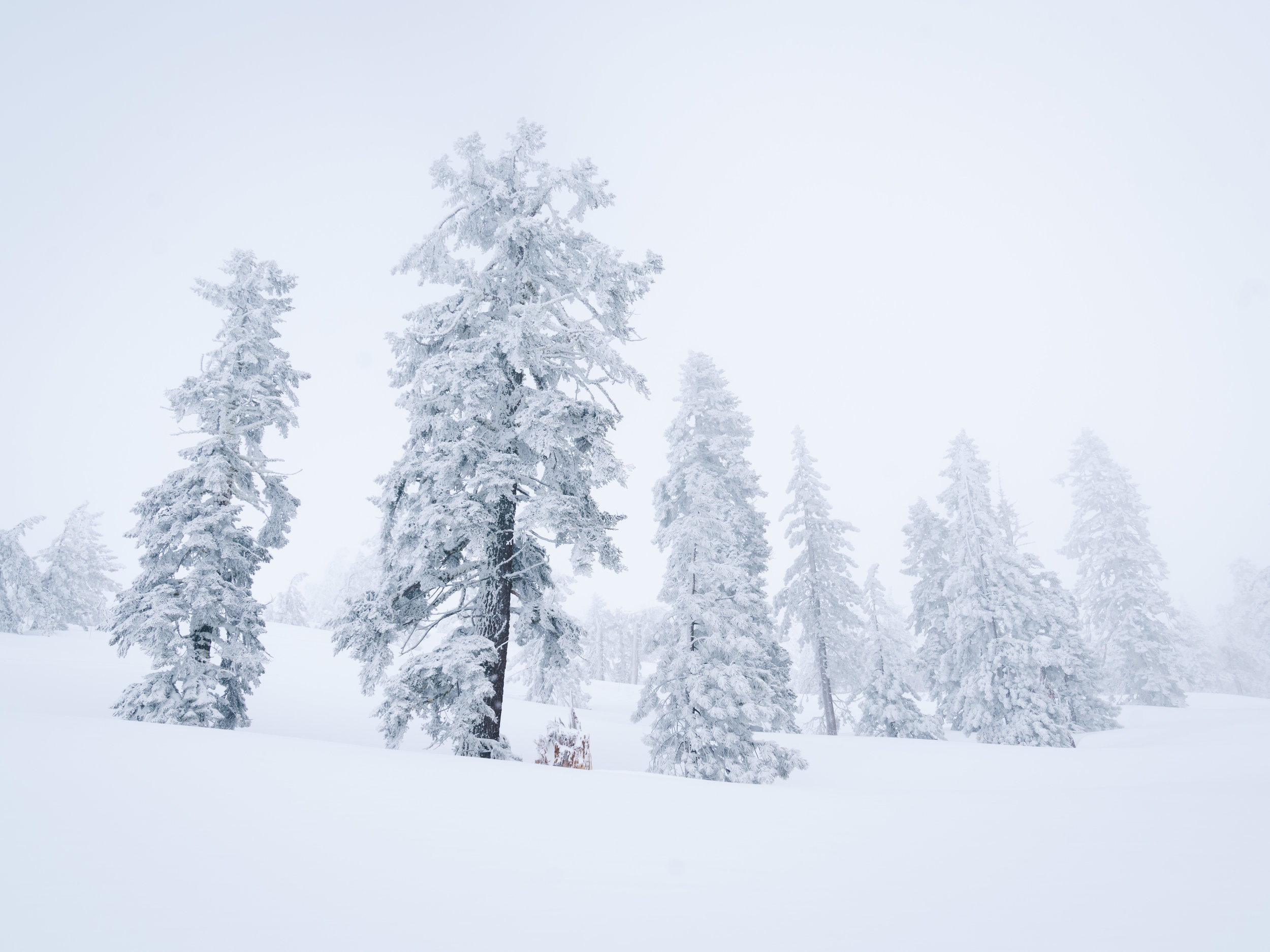 Tahoe_Snowfall.jpg