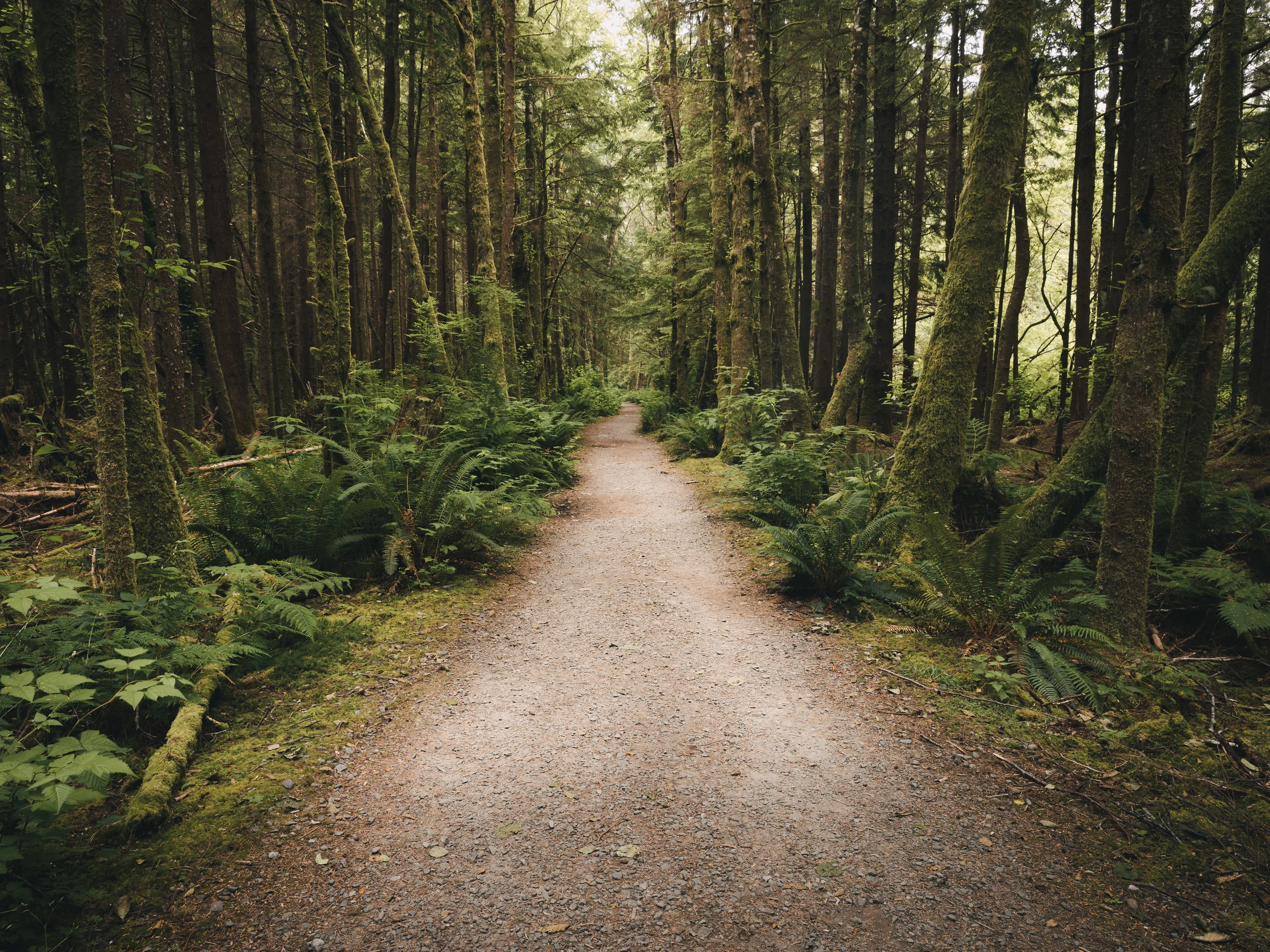 PNW_Trail.jpg