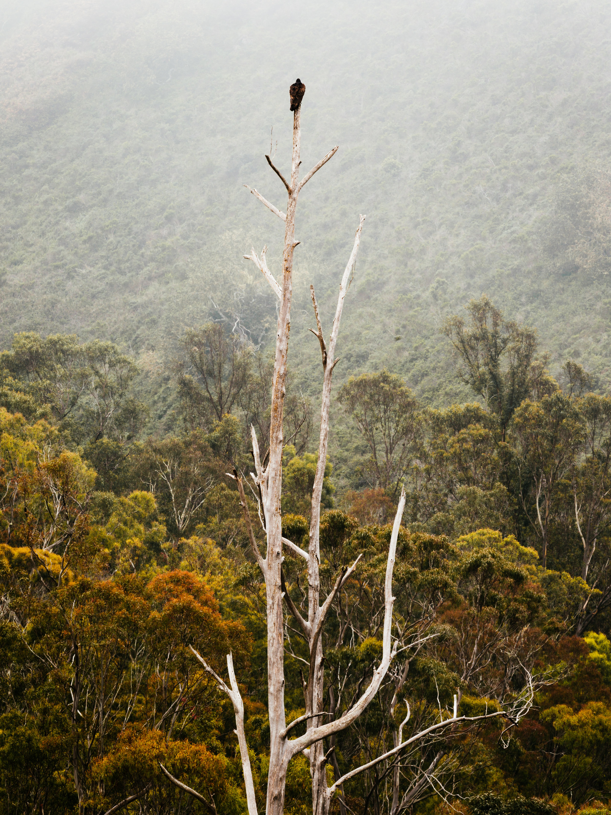 MontanadeOro_3.jpg