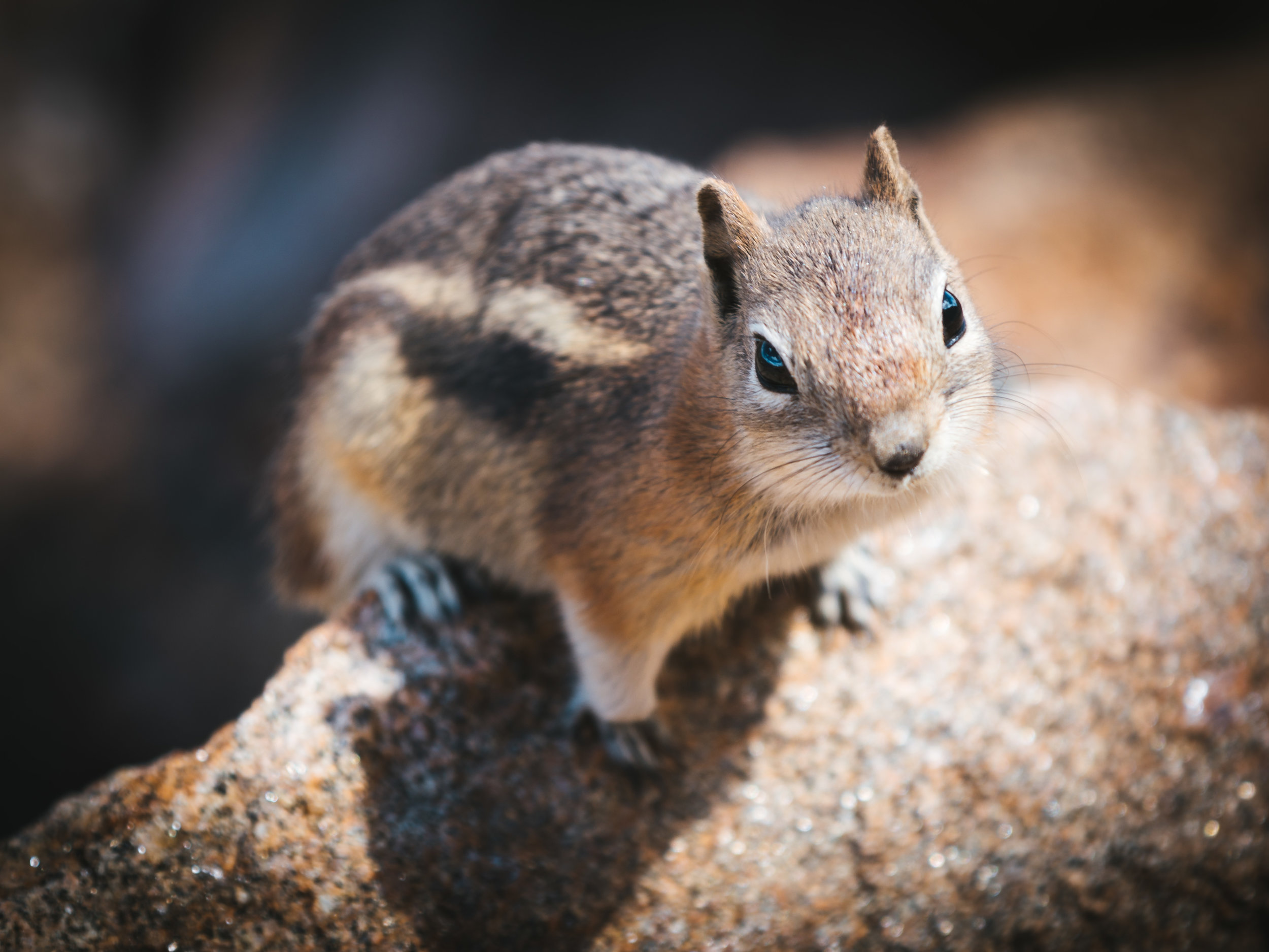 RMNP_Chipmunk1.5.jpg