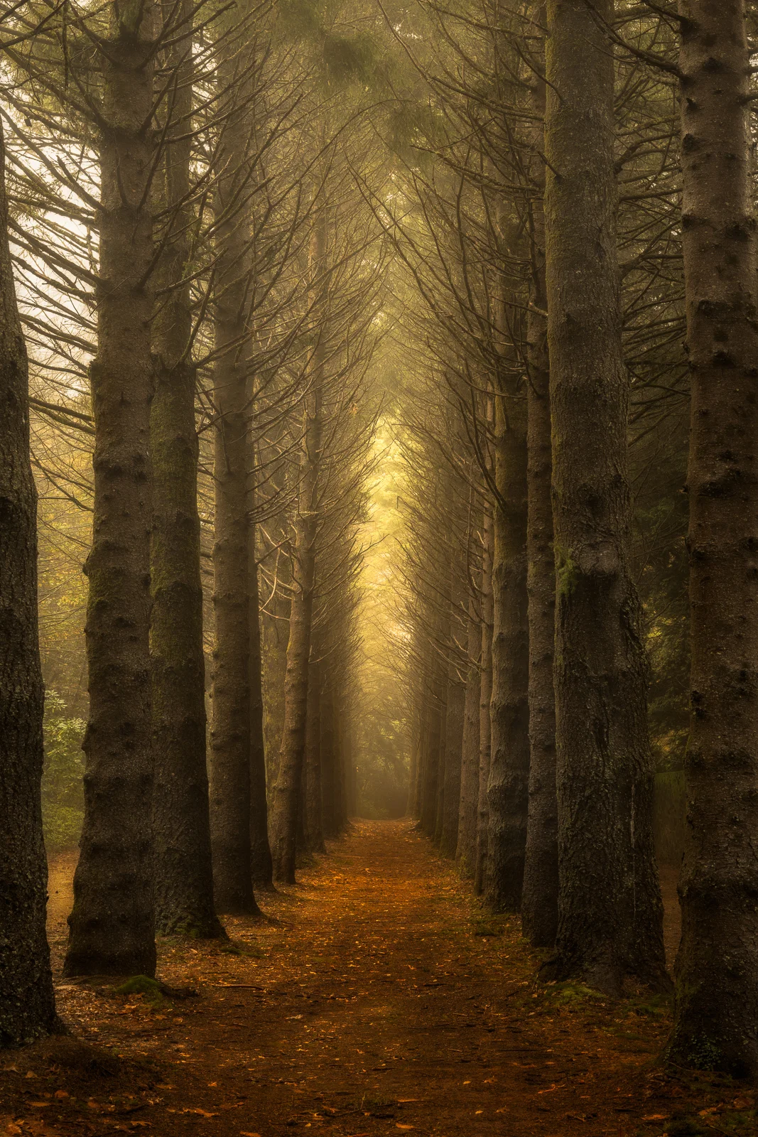 Breenhold Gardens - Mt Wilson, NSW