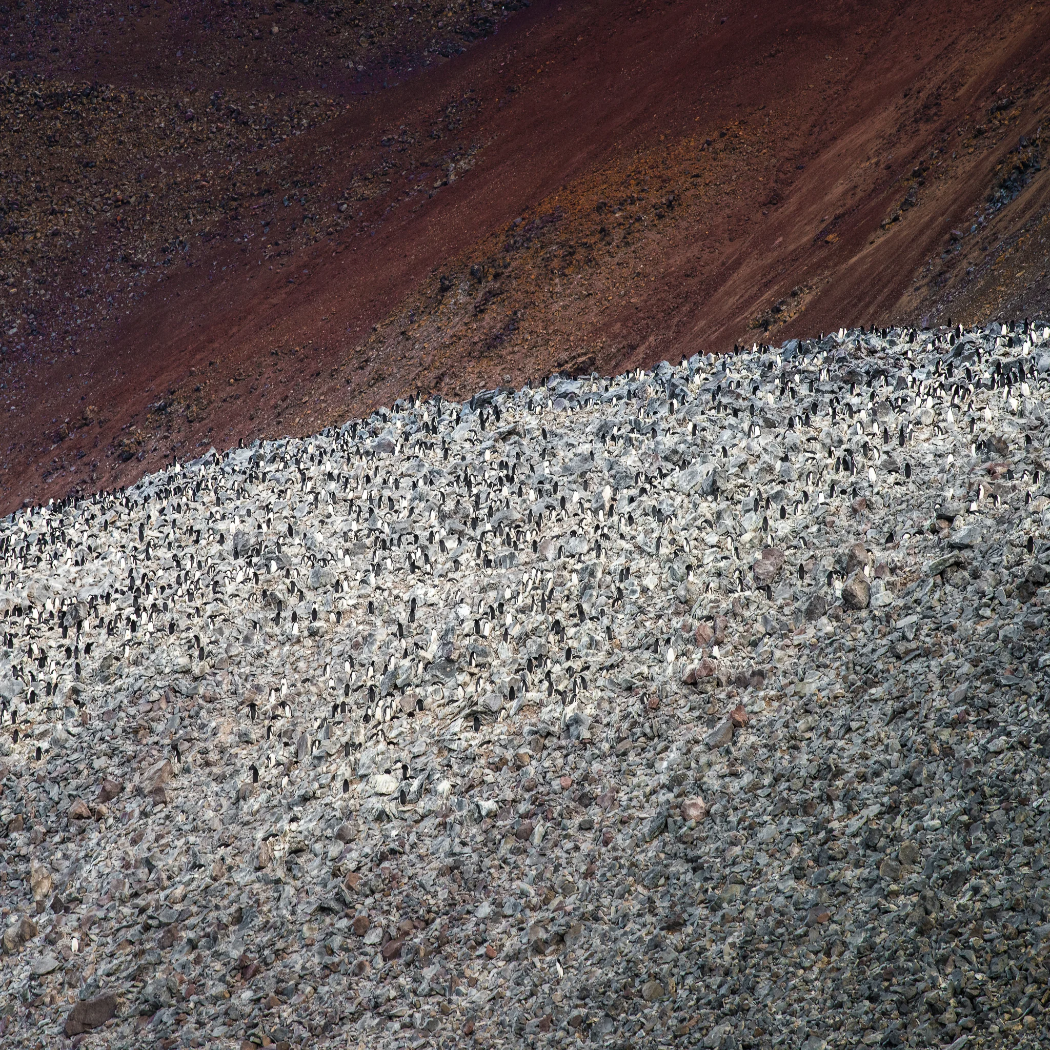 Penguin Ridge